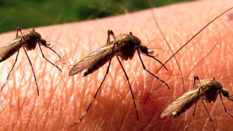 Patru noi decese din cauza infecției cu virusul West Nile, transmis de țânțari