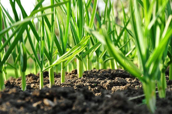 Din 2019, cine cultivă usturoi va beneficia de sprijin financiar de 1.000 de euro/ha