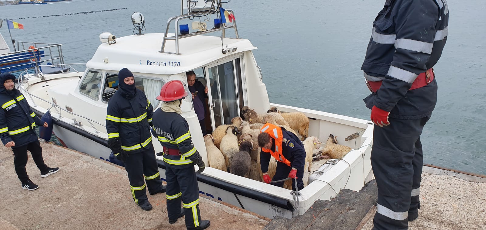 (Video) Amplă operațiune de repunere pe poziție a navei răsturnate în Portul Midia. Doar câteva oi din cele peste 14.000 au fost salvate