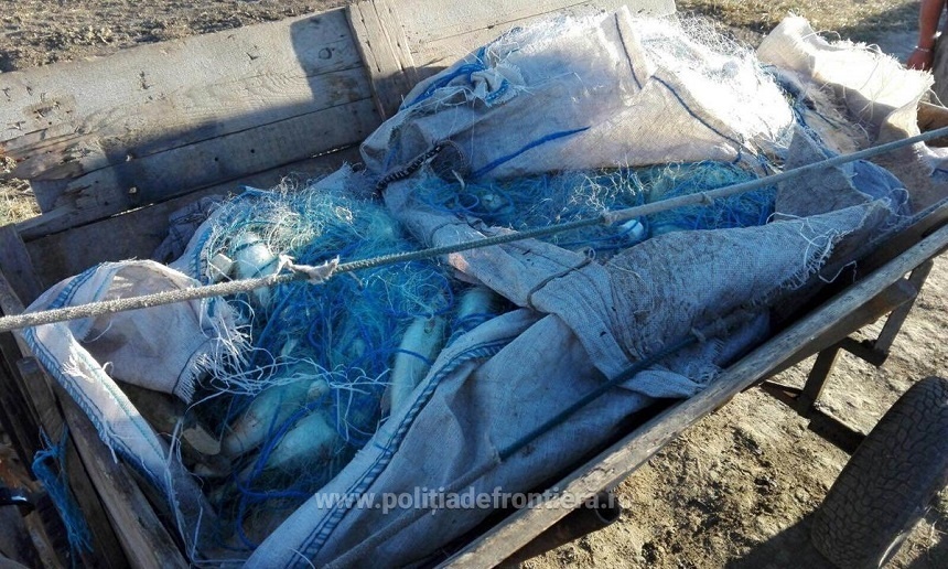 Peste 2,3 tone de peşte, confiscate în urma unei acţiuni a poliţiştilor în Delta Dunării şi la Marea Neagră