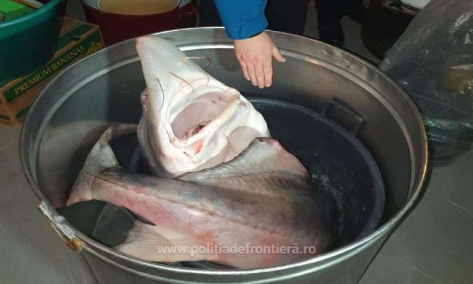 Un morun uriaş, zeci de kilograme de icre negre şi 51.000 de dolari, confiscate de poliţişti de la braconieri