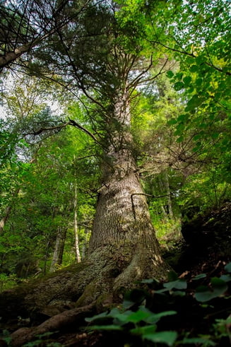 Un brad de 500 de ani din România ar putea deveni Arborele European al Anului