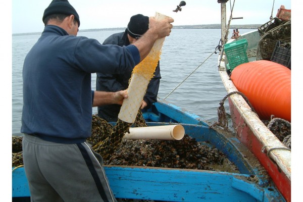 De ce nu mai au voie pescarii români să vândă midiile culese din Marea Neagră