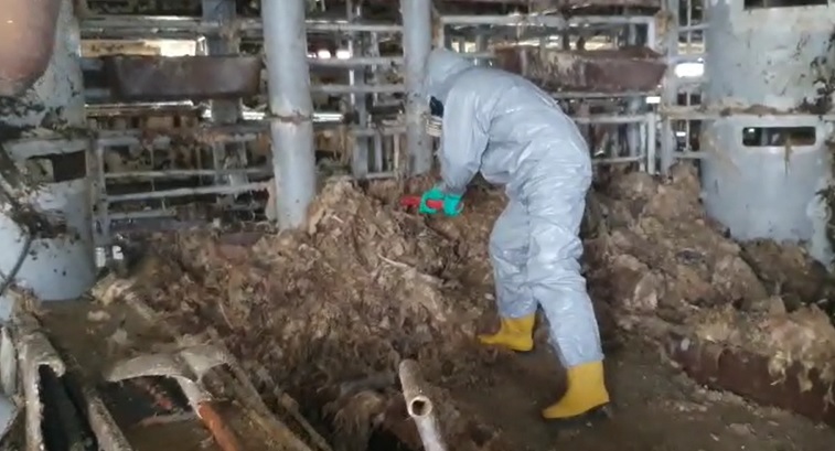 (VIDEO) Peste 2800 de cadavre de oi din interiorul navei Queen Hind, transportate la incineratorul din Tulcea