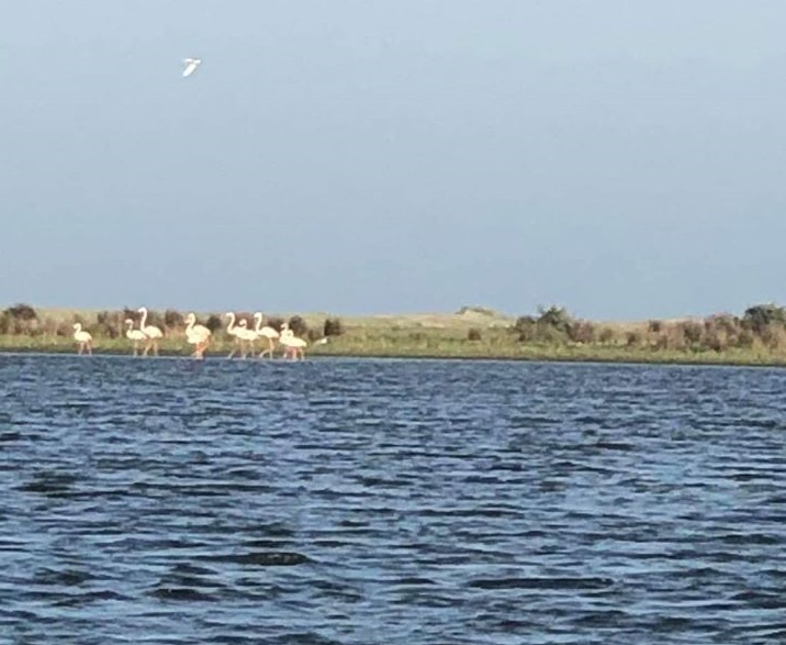 (Video) Ultimele date despre cele 10 flamingo roz observate în Delta Dunării