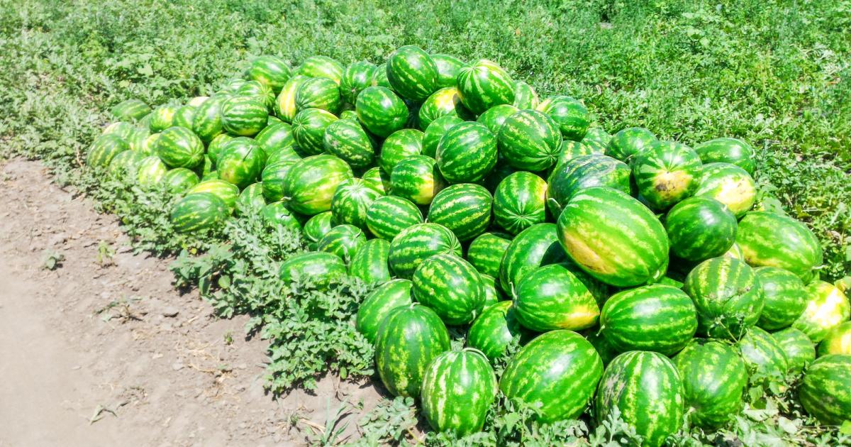 Au apărut primii pepeni de Dăbuleni. La ce preț au ajuns la tarabă