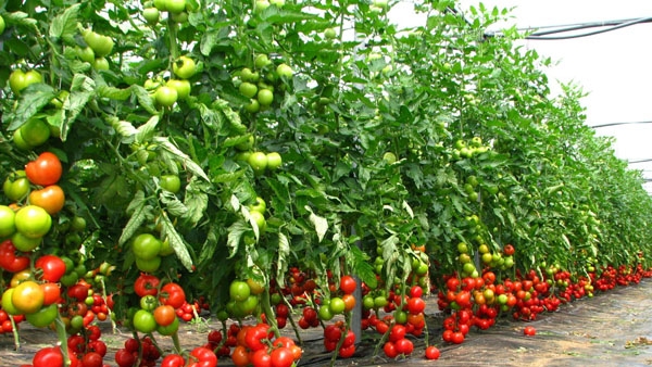 Programul “Tomata” va fi extins și pentru alte legume