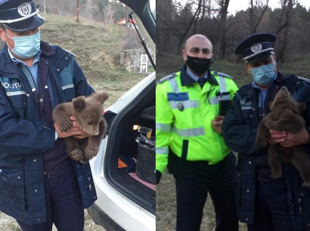 Ursuleț de 1 lună, găsit pe marginea unei șosele din Vrancea