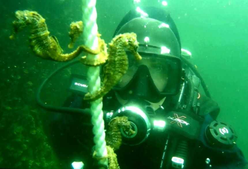 (Video) Imagini spectaculoase cu zeci de căluţi de mare, înșirați pe o sfoară, în Portul Constanţa