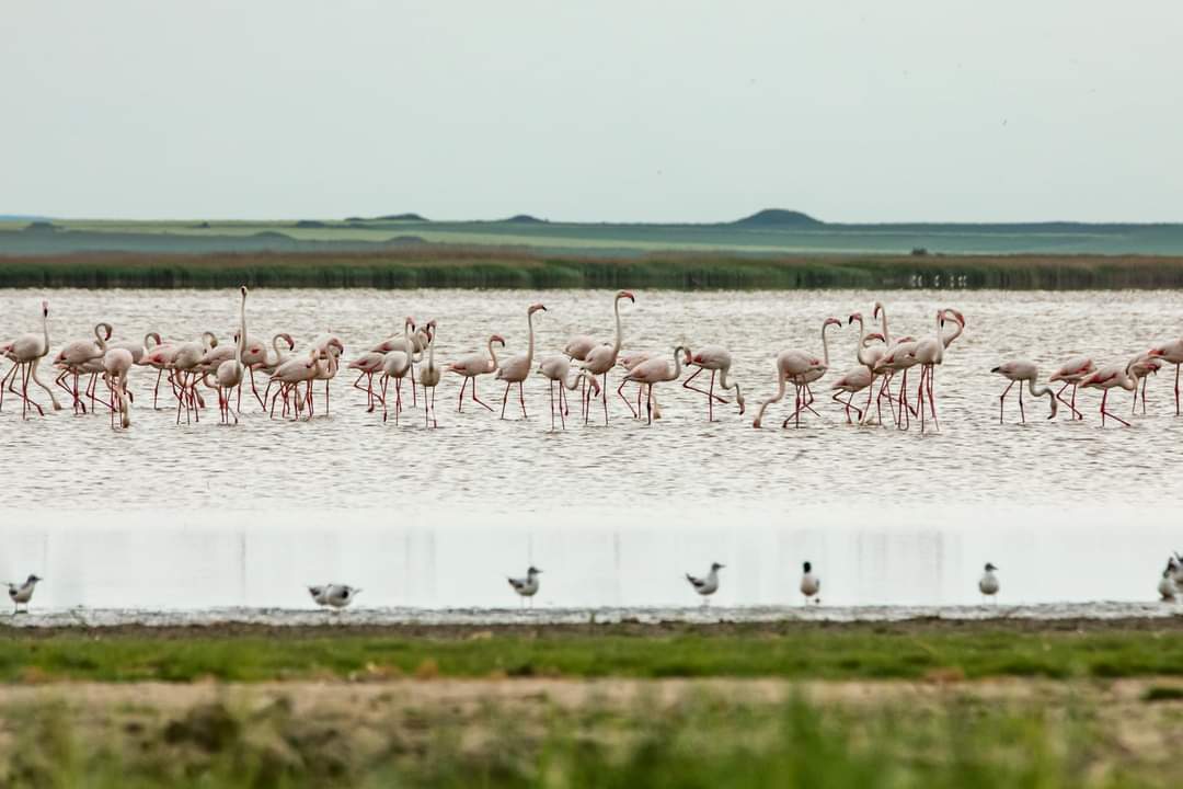 60 de flamingo au fost observate pe Lacul Tuzla