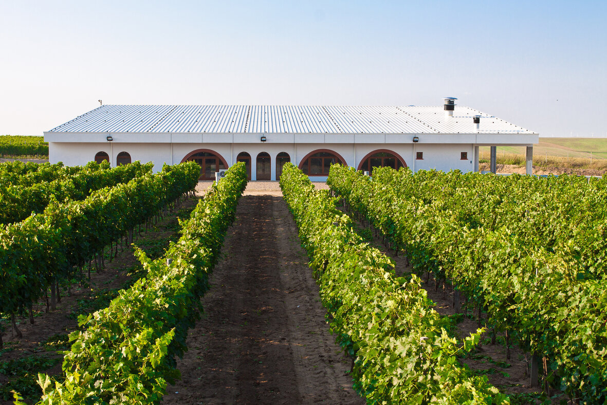 Cu 130 de hectare în județul Constanța, un producător românesc de vin ecologic, listat de azi la Bursă