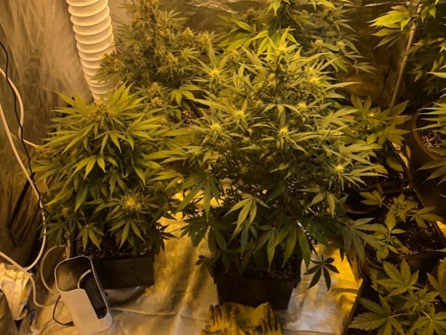 Cultură indoor de cannabis, descoperită la Agigea