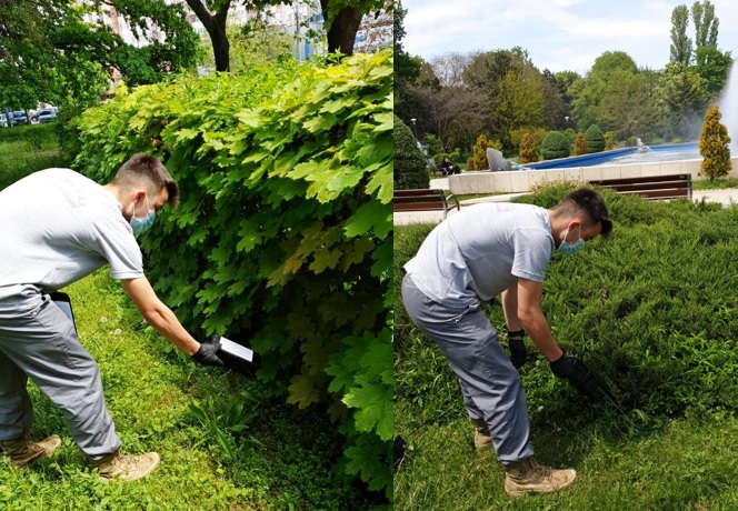 Primăria Constanța a reluat astăzi acțiunile de deratizare