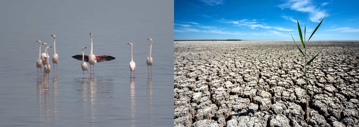 Grup de păsări Flamingo pe lacul Nuntași. În urmă cu un an era secat