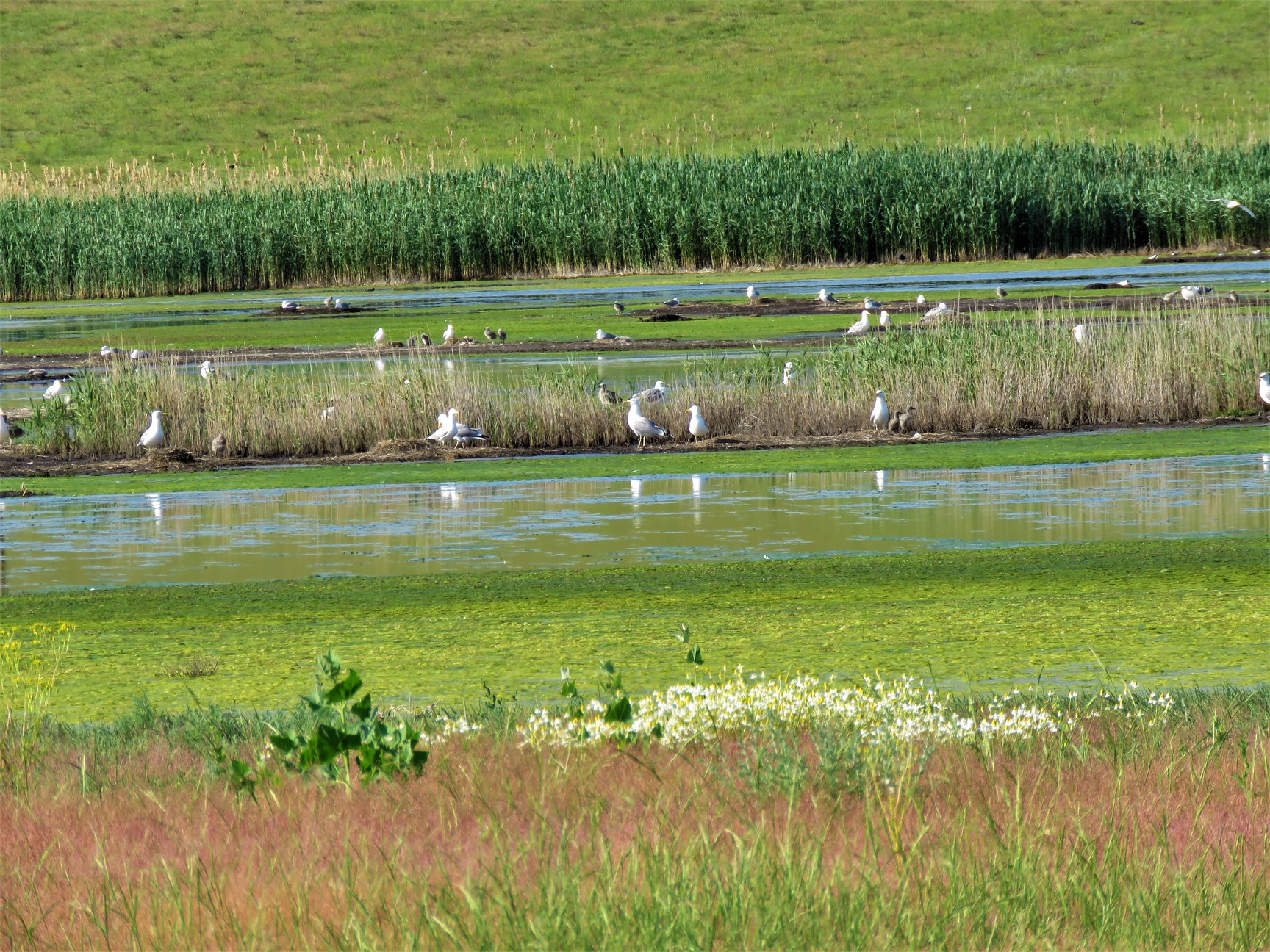 Speriate de vizitatori, păsările flamingo din vecinătatea Lacului Sărături Murighiol au plecat