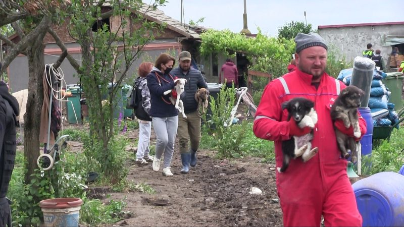 Polițiștii au intervenit la adăpostul de animale din General Scărișoreanu