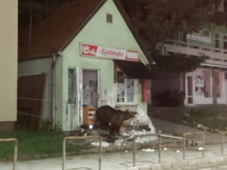 Urșii au intrat într-o patiserie și o pensiune din Băile Tușnad. Au rupt ușa și au mâncat tot ce au găsit