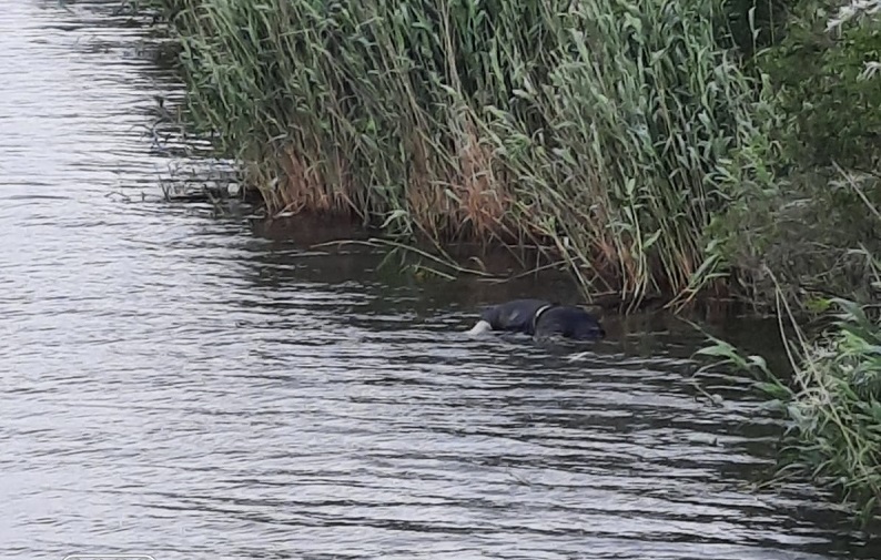Un bărbat, găsit înecat sub podul de la Ovidiu