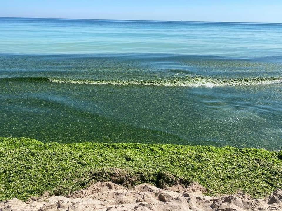 Plajele de pe litoral au devenit verzi. Cantitate uriașă de alge în Olimp, Mangalia și Vama Veche