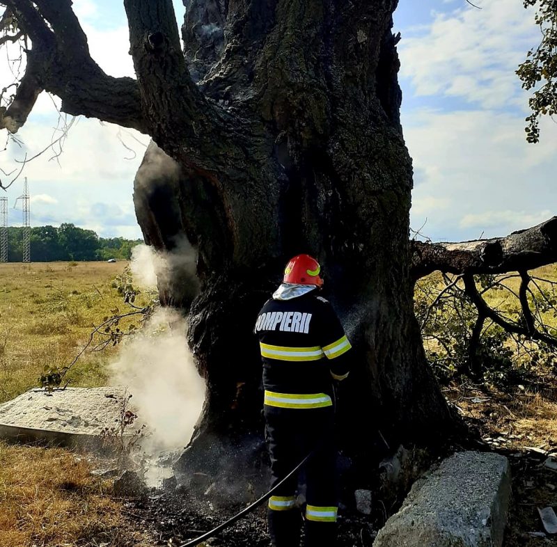 Un arbore secular a luat foc după ce a fost lovit de fulger