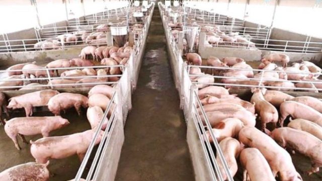 Peste 8.300 de porci vor fi sacrificați. Pesta porcină africană a fost confirmată la una din cele mai mari ferme 