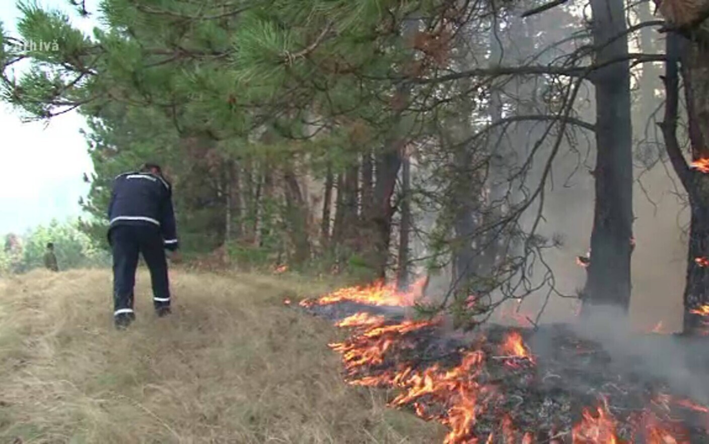 Incendiu în pădurea de la Murfatlar