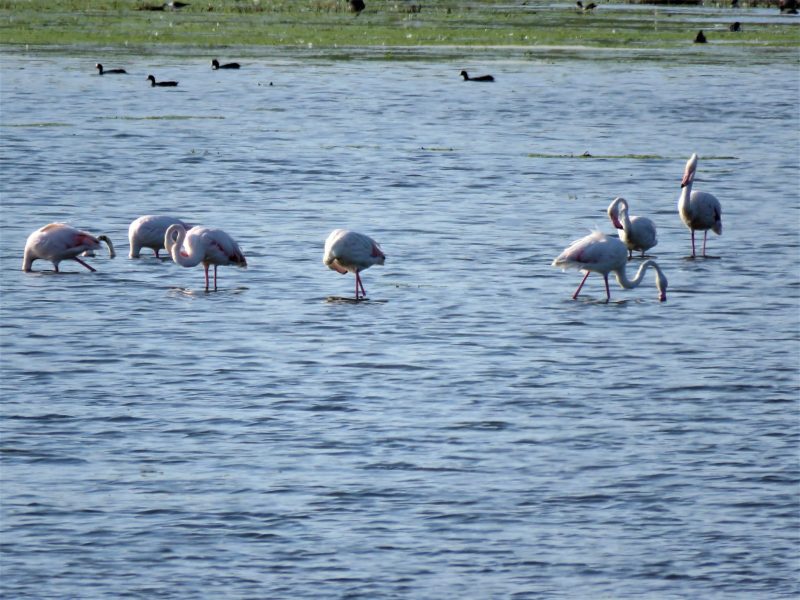 Peste 200 de păsări flamingo, observate în Delta Dunării