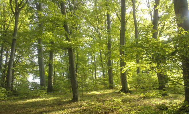 APIA: Fermierii pot primi 6,5 milioane de euro pentru „Prima împădurire”. Ce condiții trebuie să îndeplinească
