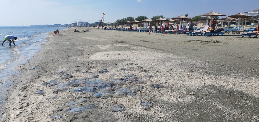 Invazie de meduze albastre pe plaja din Mamaia-Nord
