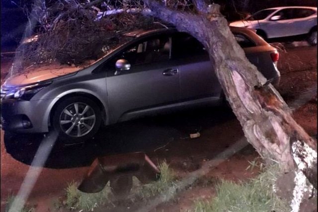 Un copac a căzut peste o mașină în zona Tomis Nord din Constanța
