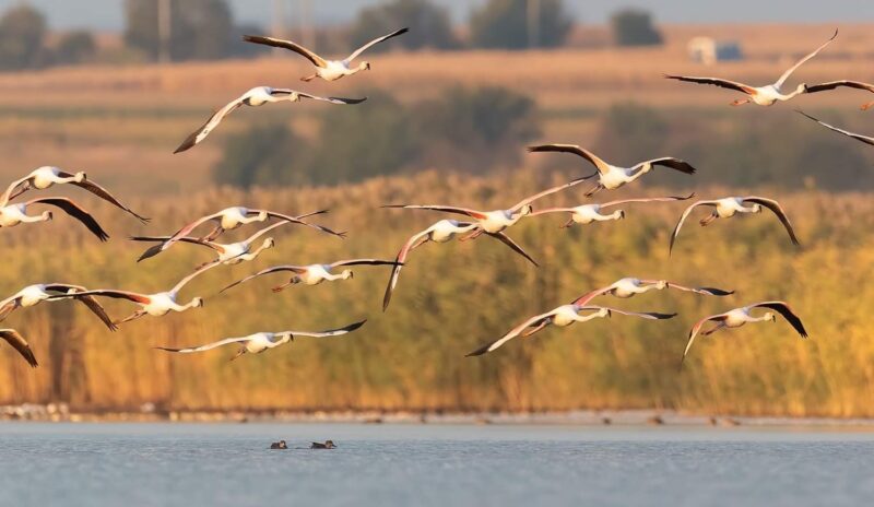 Păsările Flamingo nu au plecat din Delta Dunării. Noi imagini de poveste