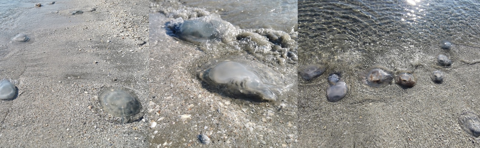(Video) Invazie de meduze moarte pe plaja din Mamaia Nord