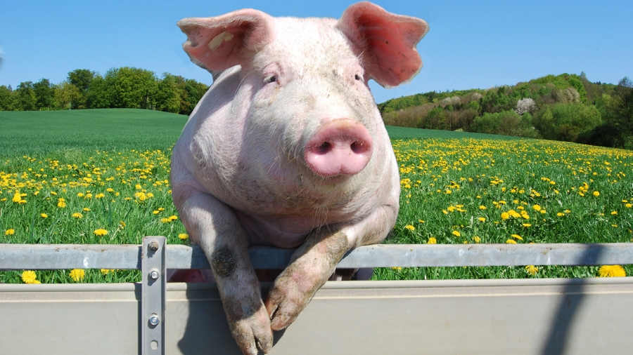 ALERTĂ în România! Samsarii vând ilegal PORCI INFESTAȚI. Mare atenție de unde cumpărați carne pentru sărbători!
