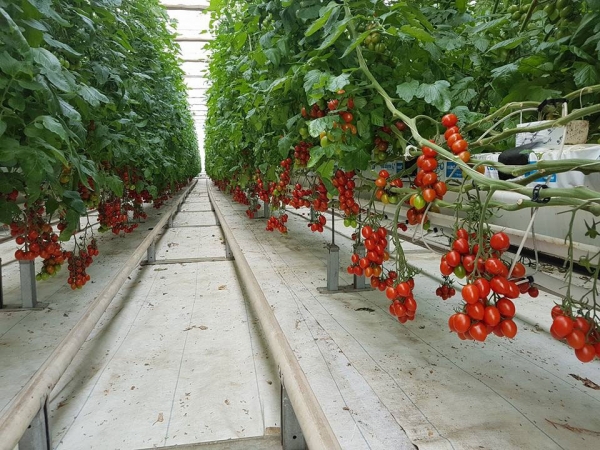Un fost parlamentar constănțean construiește o seră de legume în comuna Topraisar