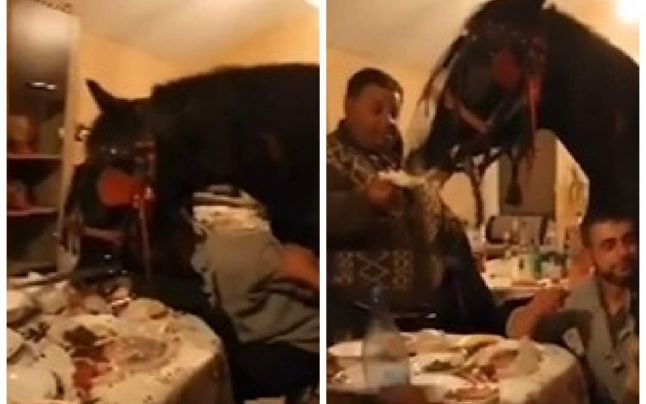 Amenzi pentru mai mulți bărbați care au băgat calul în sufragerie și i-au dat să mănânce pâine
