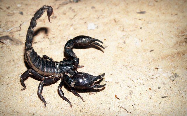 O angajată a unui restaurant a fost înțepată de un SCORPION,  după ce a desfăcut o cutie de banane