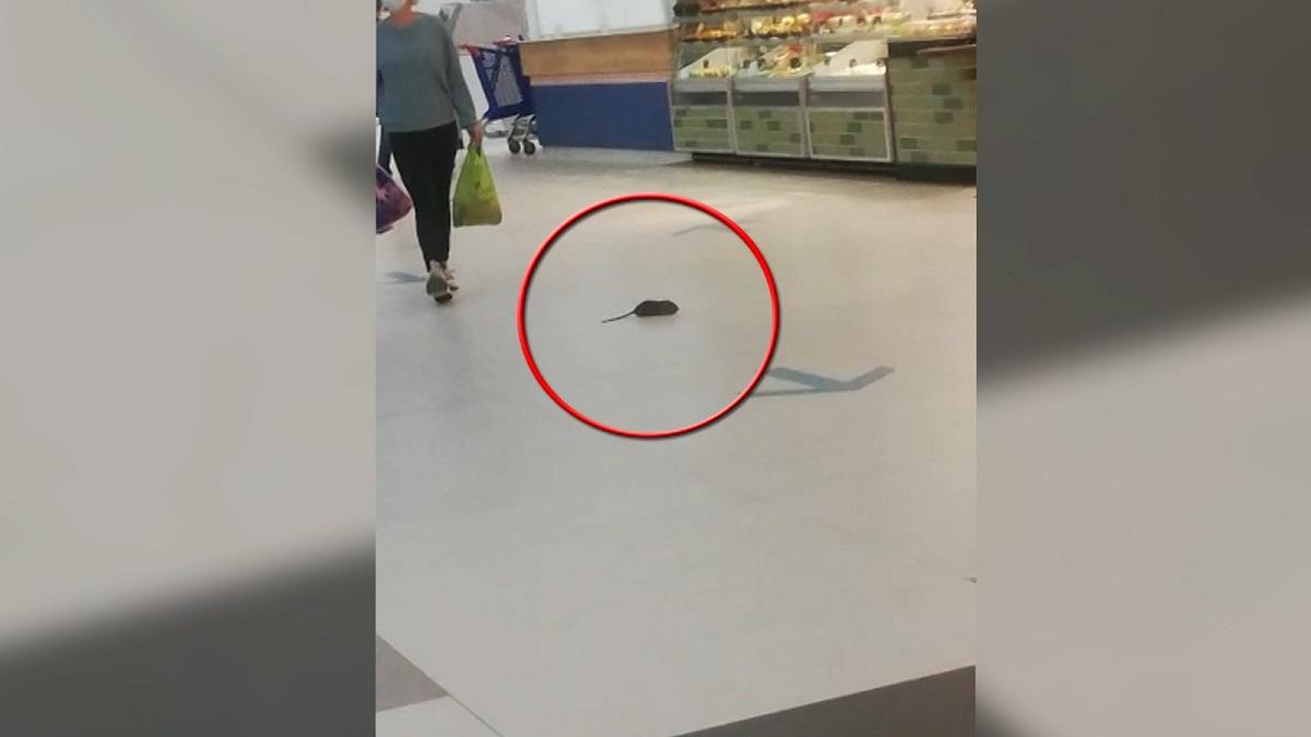 Șobolan filmat la plimbare într-un mall din România