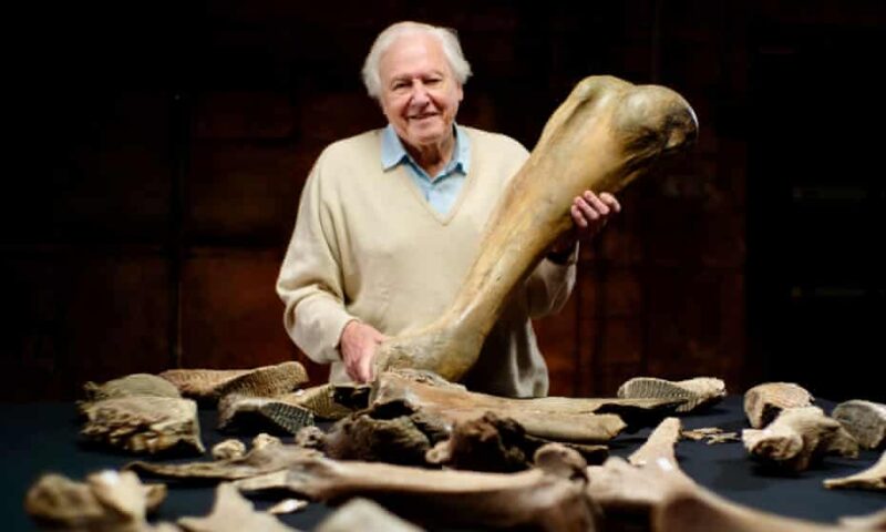 Cinci mamuţi din era glaciară, descoperiţi în Marea Britanie