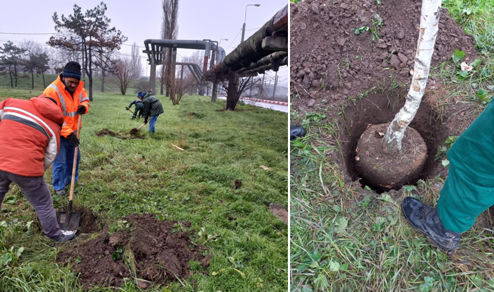 Primăria Constanța a plantat arbuști ornamentali în mai multe zone ale orașului