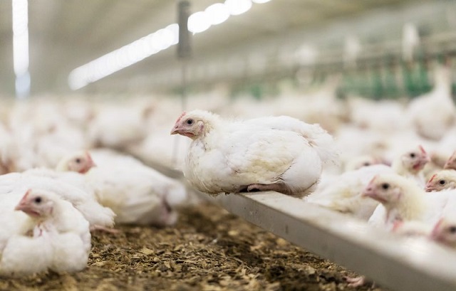 O firmă din Cumpăna investește în adăposturi pentru găini ouătoare bio în apropierea Constanței