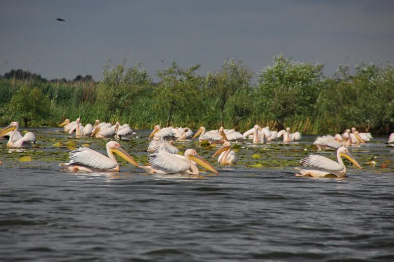 Alertă! Focar de gripă aviară în zona lacului Sinoe