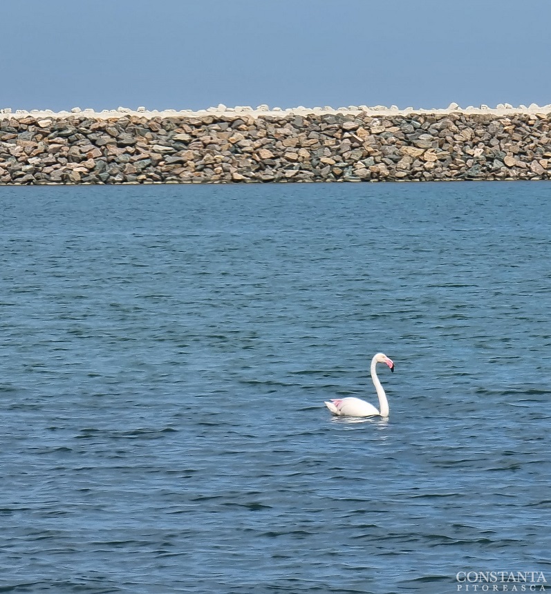 Imagini spectaculoase la Constanța: O pasăre flamingo, surprinsă în Marea Neagră