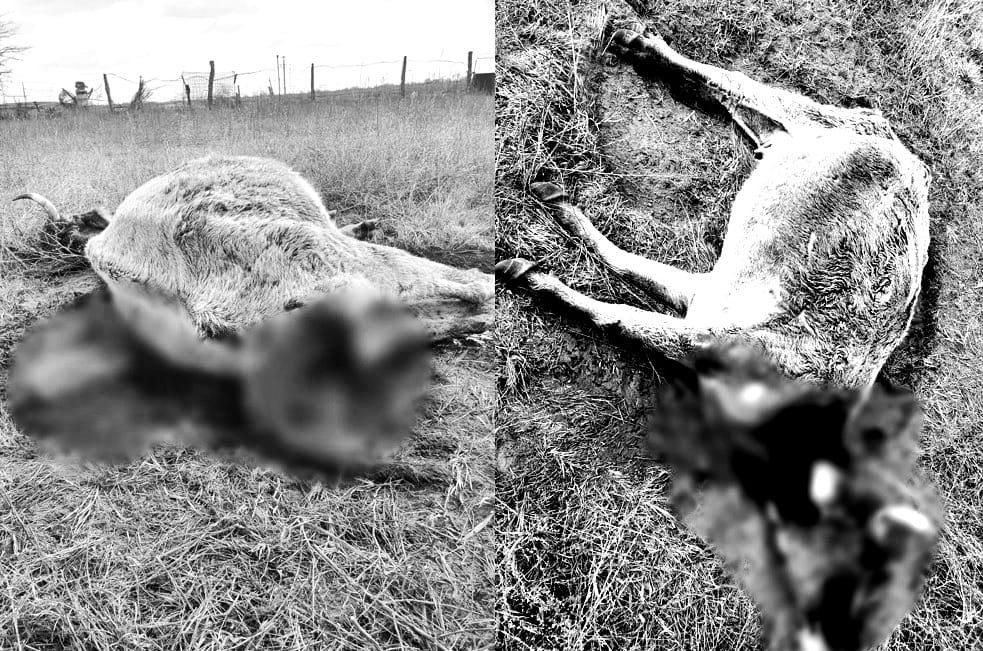 (FOTO) Alte animale au fost omorâte de șacali în comuna Crișan. Nici la a patra licitație organizată de ARBDD pentru extragerea prădătorilor, NU s-a predat contractul