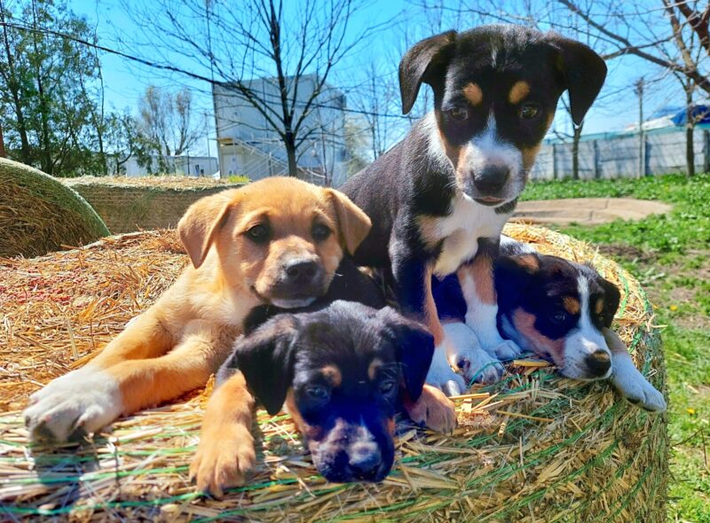 Și tu poți adopta un cățel de la adăpostul de animale abandonate din Constanța!
