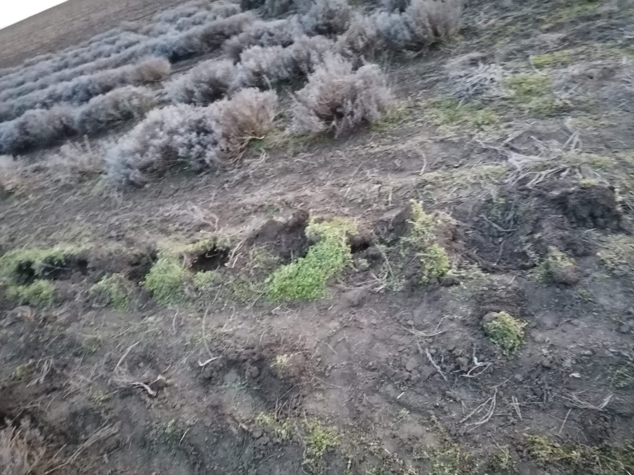Lavandă furată de pe plantația unui producător din Pecineaga