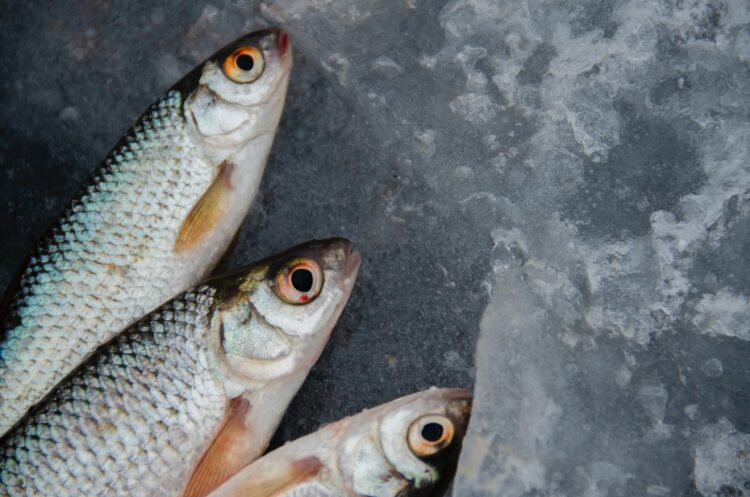 Atenție pescari! Perioada de prohibiție la pescuit va începe în 9 aprilie