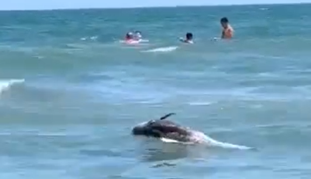 (VIDEO) Imagini șocante! Un delfin mort plutește în apă, printre turiști