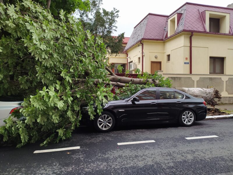 Daună totală: Copac căzut peste un BMW, Seria 5, pe strada Chiliei din Constanța
