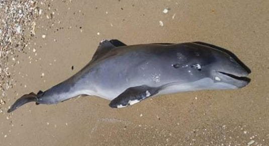 Delfin mort Marea Neagra
