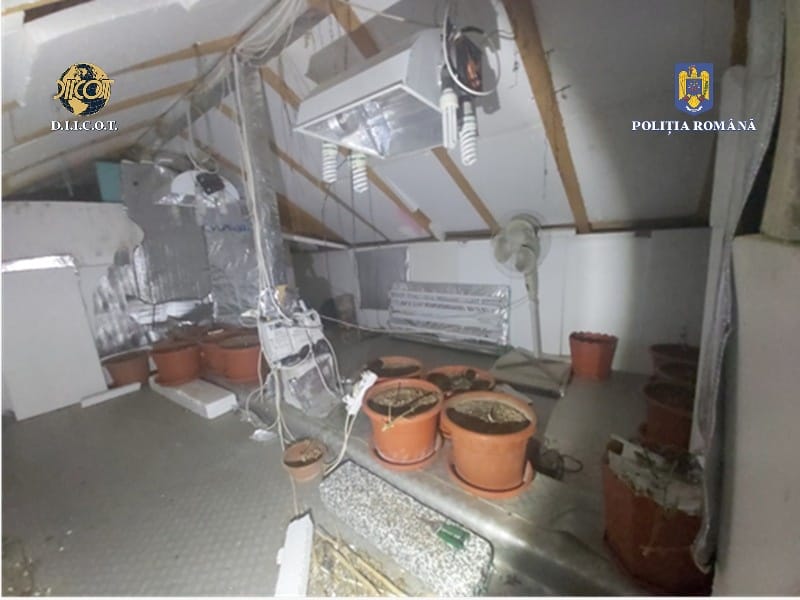 Cultură de cannabis, descoperită în locuințe din județul Constanța în urma unor percheziții. Trei persoane, cercetate pentru trafic de droguri